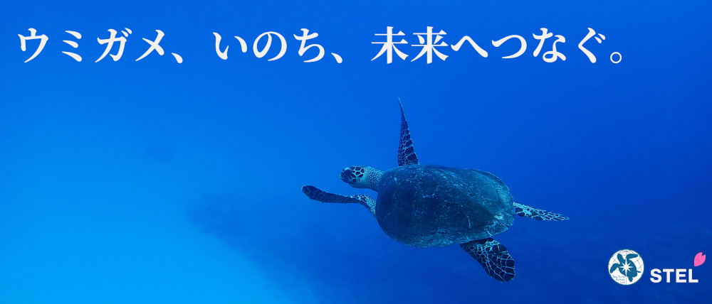 seaturtle ©North Island