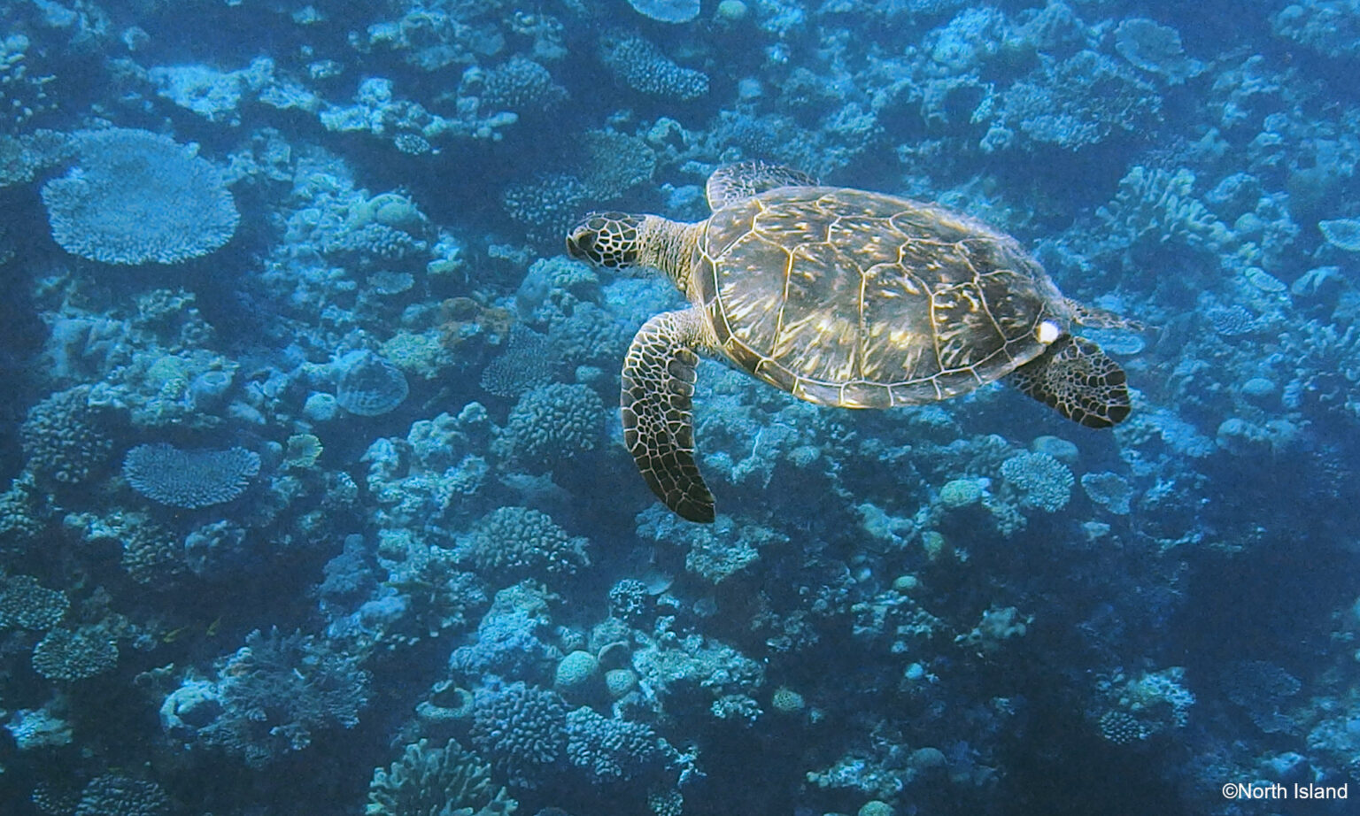 Sea turtle ecology lab for future sea turtle ology