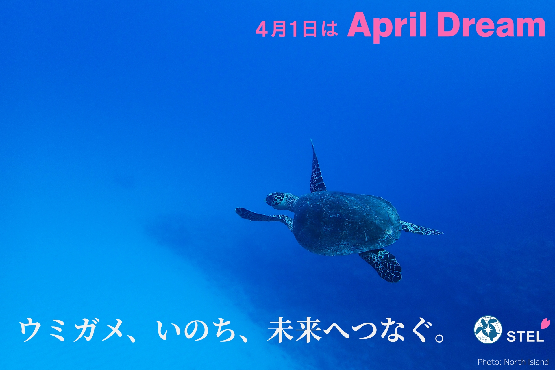 4月1日はApril Dream「ウミガメ、いのち、未来へつなぐ」