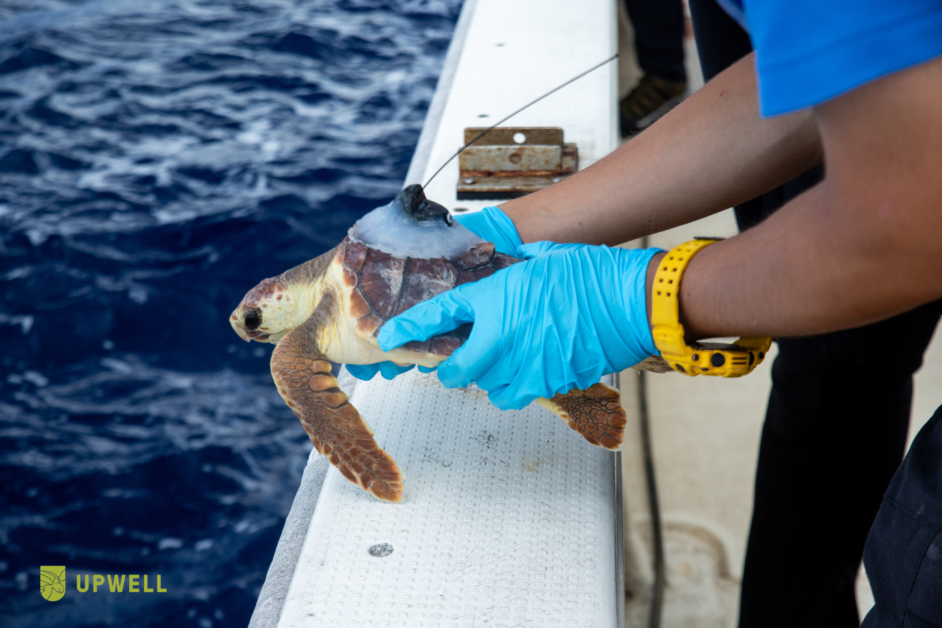 【プレスリリース】絶滅危惧種アカウミガメの「ロストイヤーズ」に迫る